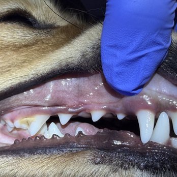 Pawsitivly Clean Pet Dental - Puppy Before - Veterinarians Near Me Pawsitivly Clean Pet Dental - Puppy Before - Veterinarians Near Me