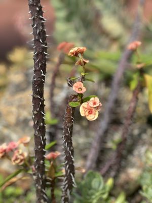 Harry P Leu Gardens by null