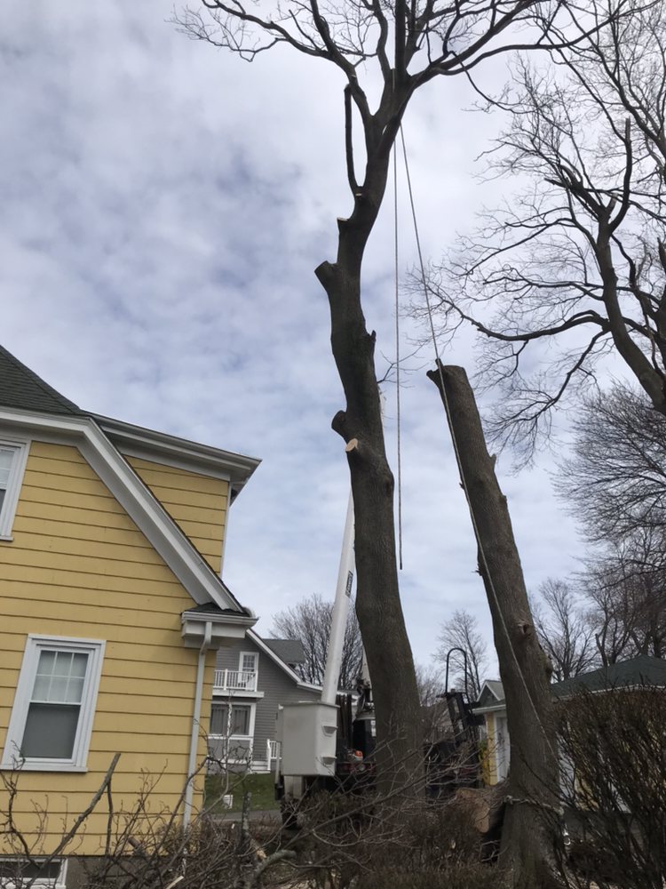 Oscar's The Pros, Tree Service - tree service in Lynn, MA
