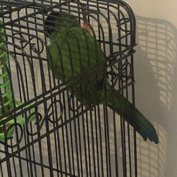 Nanday Conure Nanday Conure
