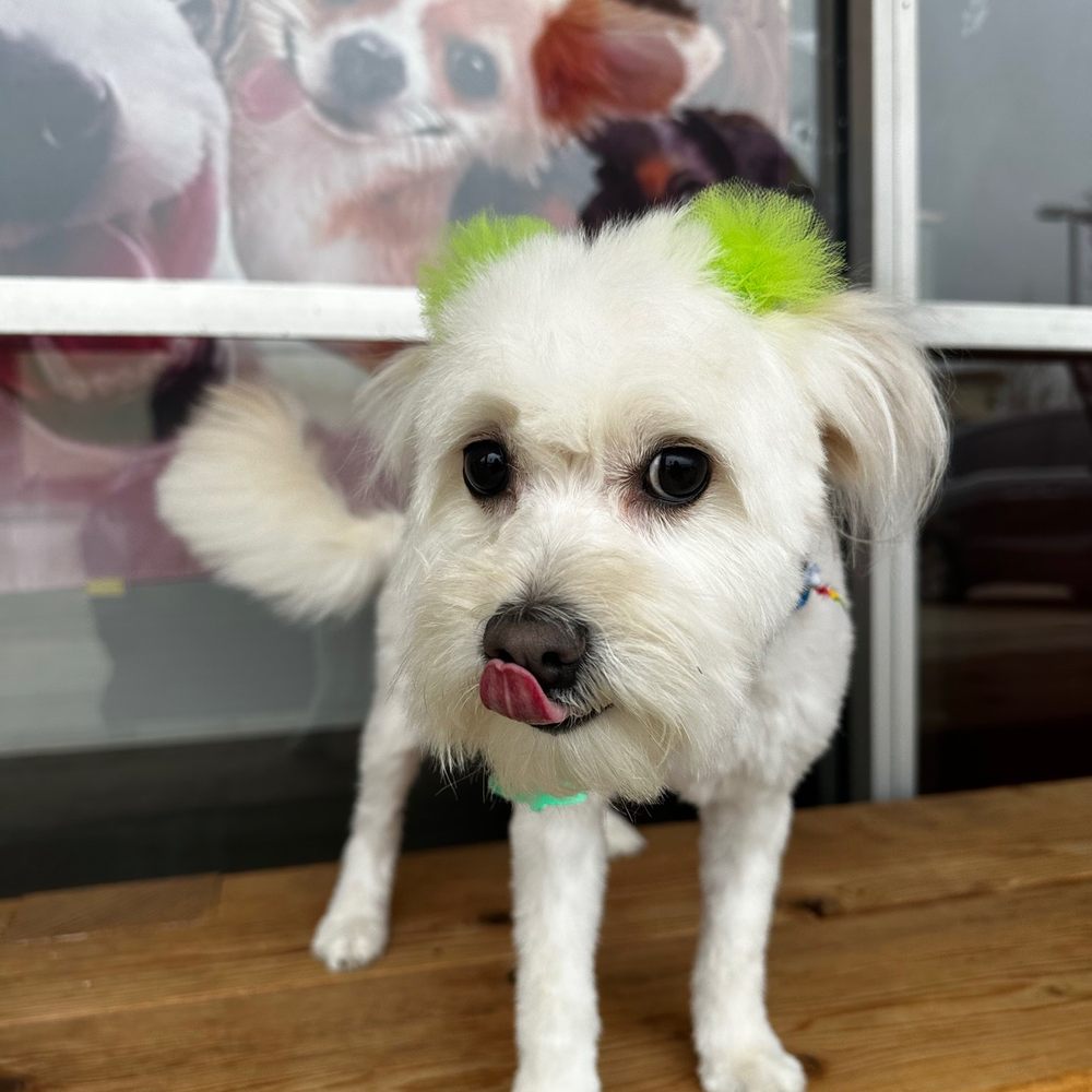 Luna outside the groomers ! Luna outside the groomers !