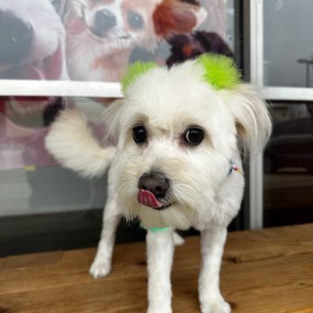 Los Rios Pet Grooming - Luna outside the groomers ! - Pet Groomers Near Me - Plano, Texas