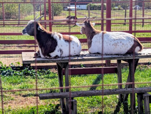 Apple Charlie's Orchards by null