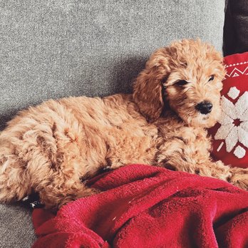 California Goldendoodle - The handsome roommate who never pay rent or any bill. - Pet Breeders Near Me California Goldendoodle - The handsome roommate who never pay rent or any bill. - Pet Breeders Near Me