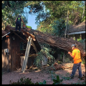 Pete's Tree Service - Tree Services Near Me - Exeter, California Pete's Tree Service - Tree Services Near Me - Exeter, California