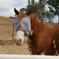 Villa Chardonnay Horses With Wings