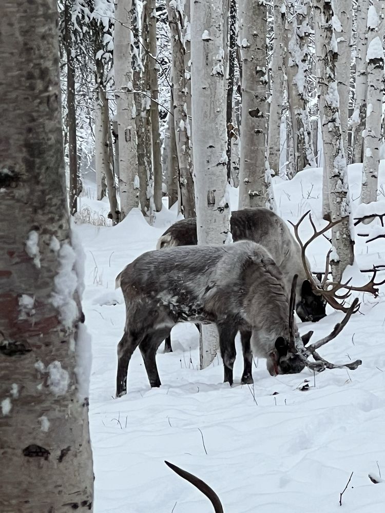 Social spots from Running Reindeer Ranch