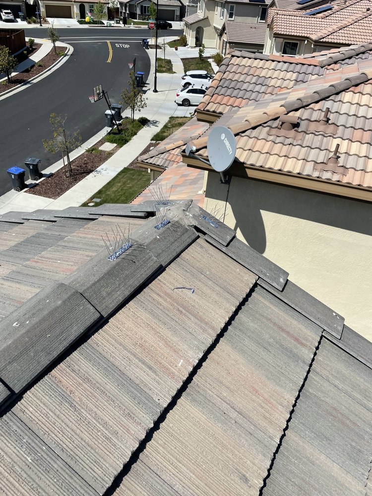 Slide of Lukas Pigeon Removal & Gutter Cleaning