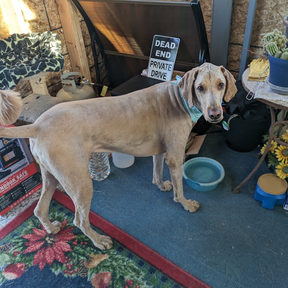 Mr. Zak loves going to Happy Tails. Mr. Zak loves going to Happy Tails.