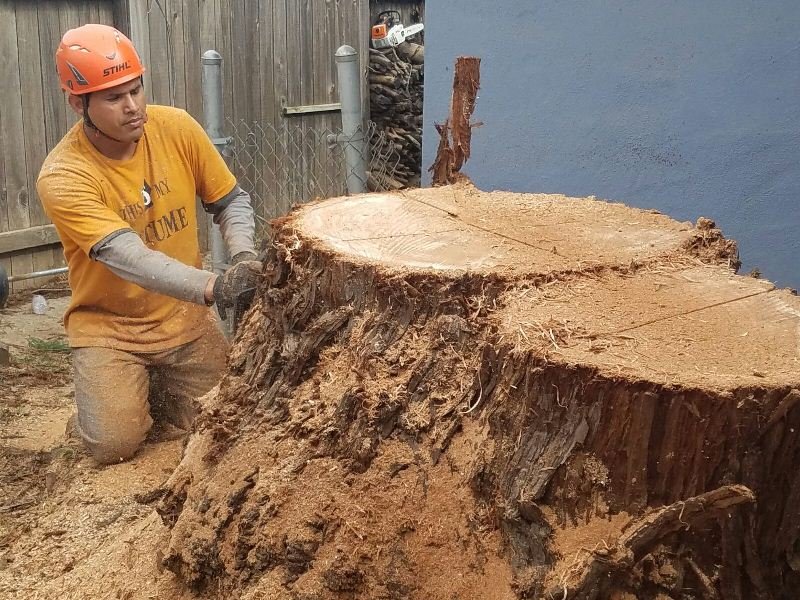 De La Cruz Tree Service - tree service in Elk Grove, CA