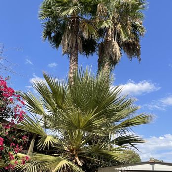 Wilmer’s Tree Service - Before - Tree Services Near Me Wilmer’s Tree Service - Before - Tree Services Near Me