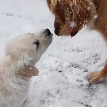 SNL Farms - Pet Breeders Near Me - Greeley, Colorado SNL Farms - Pet Breeders Near Me - Greeley, Colorado