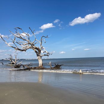 Driftwood Beach - Spectacular sun bleached trees - Beaches Near Me - Jekyll Island, Georgia Driftwood Beach - Spectacular sun bleached trees - Beaches Near Me - Jekyll Island, Georgia