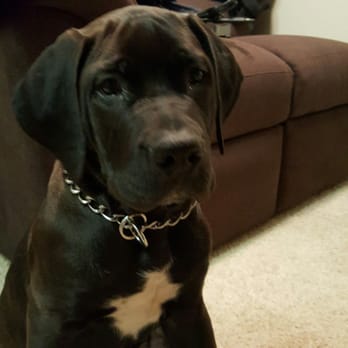Mount Olympus Boerboels - This is Gunther my 4mo pup from Mt. Olympus. - Pet Adoption Near Me - Fort Worth, Texas Mount Olympus Boerboels - This is Gunther my 4mo pup from Mt. Olympus. - Pet Adoption Near Me - Fort Worth, Texas