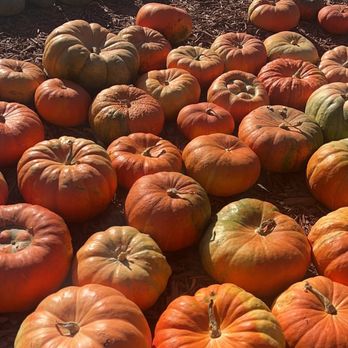 Burt's Farm - Pumpkin Patches Near Me - Dawsonville, Georgia Burt's Farm - Pumpkin Patches Near Me - Dawsonville, Georgia