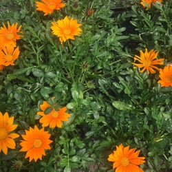 user provided Clegg's Nursery -Siegen Lane photo