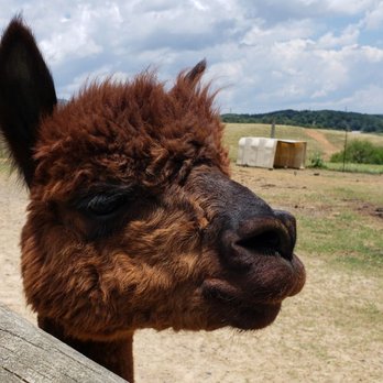 Fort Chiswell Animal Park - Zoos Near Me - Max Meadows, Virginia Fort Chiswell Animal Park - Zoos Near Me - Max Meadows, Virginia