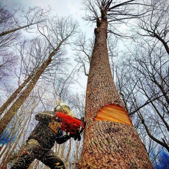 Tarzan the Treeman - Tree Services Near Me - Fairview, North Carolina