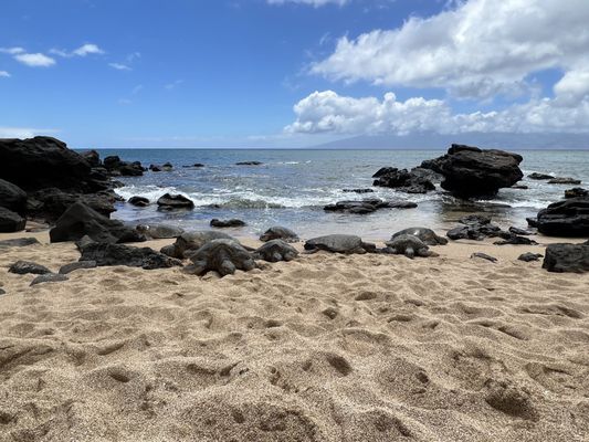 Noelani Condominium Rental Association by null