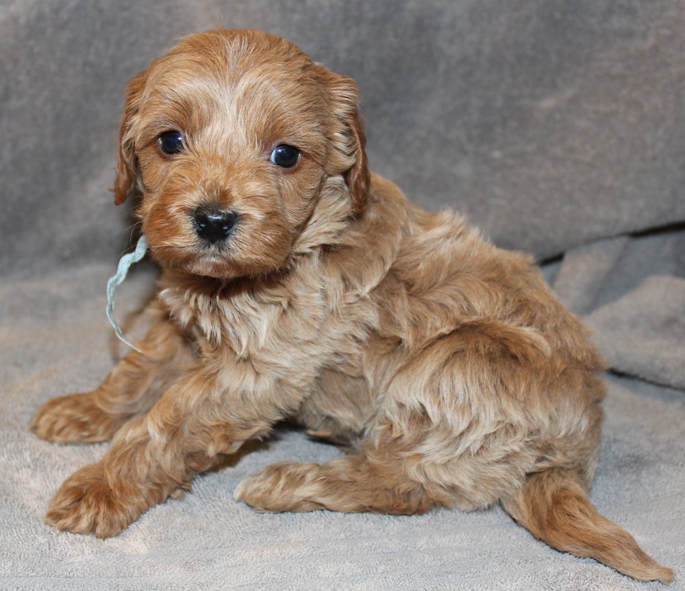 GOLDENDOODLES OF BAR C KENNELS Updated September 2024 Request