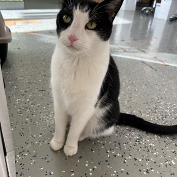 My Kids Have Paws Veterinary Services - He is the official waiting room monitor so don't be acting up in his house! - Veterinarians Near Me - Dalton, Georgia