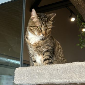 Smitten Kitten Cat Cafe and Coffee Shop - Coffee & Tea Near Me - Fishers, Indiana Smitten Kitten Cat Cafe and Coffee Shop - Coffee & Tea Near Me - Fishers, Indiana