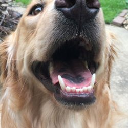 Suburban K9 Dog Training