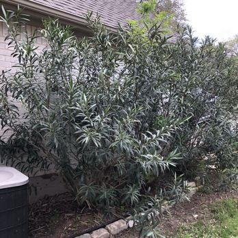 Aaron's Tree Service - Tree Services Near Me - Austin, Texas