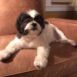 Bailey after grooming at K9 Spa. Staff is great. Bailey after grooming at K9 Spa. Staff is great.