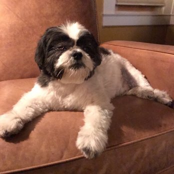 K9 Spa - Bailey after grooming at K9 Spa. Staff is great. - Pet Groomers Near Me - San Francisco, California K9 Spa - Bailey after grooming at K9 Spa. Staff is great. - Pet Groomers Near Me - San Francisco, California
