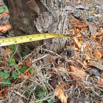 Stump Blaster - Before Stump Blaster - Tree Services Near Me - Sacramento, California Stump Blaster - Before Stump Blaster - Tree Services Near Me - Sacramento, California