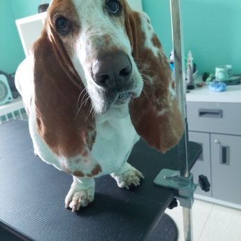 Pooch & Kitty Pet Specialty - Bathtime for this handsome little man! - Pet Groomers Near Me - Bardstown, Kentucky Pooch & Kitty Pet Specialty - Bathtime for this handsome little man! - Pet Groomers Near Me - Bardstown, Kentucky