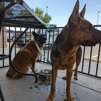 Yelp Elite Week With Blacktop Grill - Dog-friendly patio - Local Flavor Near Me - Tucson, Arizona Yelp Elite Week With Blacktop Grill - Dog-friendly patio - Local Flavor Near Me - Tucson, Arizona