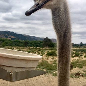 Ostrichland USA - Attraction Farms Near Me - Solvang, California