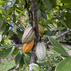 Aloha Ola Farms – Farmstand @ Anaina Hou Community Park - Cacao beans!