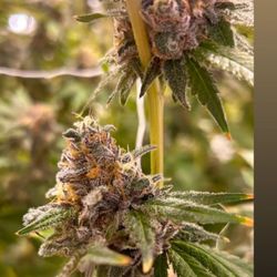 Trading Post Cannabis