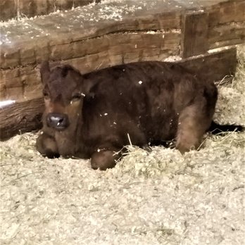 Conner Prairie - young bovine inside the Animal Encounter area - Museums Near Me - Fishers, Indiana