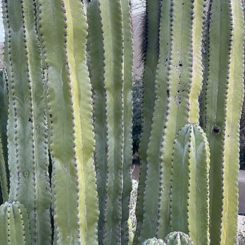 Arizona-Sonora Desert Museum - Museums Near Me - Tucson, Arizona