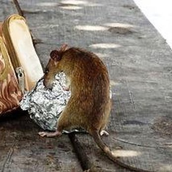 Whiskey Branch Pest Control - Pest Control Near Me - Cleveland, Texas Whiskey Branch Pest Control - Pest Control Near Me - Cleveland, Texas