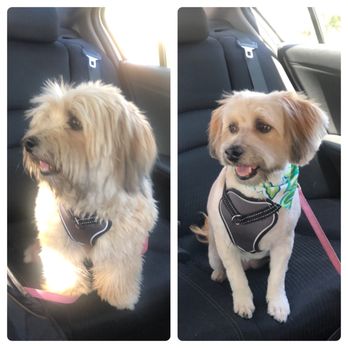 Paw Spa - Twix - Pet Groomers Near Me - Elk Grove, California Paw Spa - Twix - Pet Groomers Near Me - Elk Grove, California
