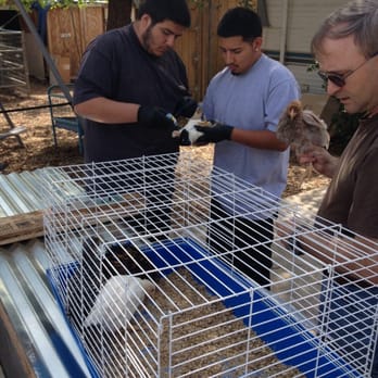 Chickens Galore - Pet Stores Near Me - Norco, California Chickens Galore - Pet Stores Near Me - Norco, California