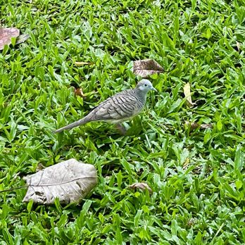 Foster Botanical Garden - Really cute dove - Botanical Gardens Near Me - Honolulu, Hawaii Foster Botanical Garden - Really cute dove - Botanical Gardens Near Me - Honolulu, Hawaii