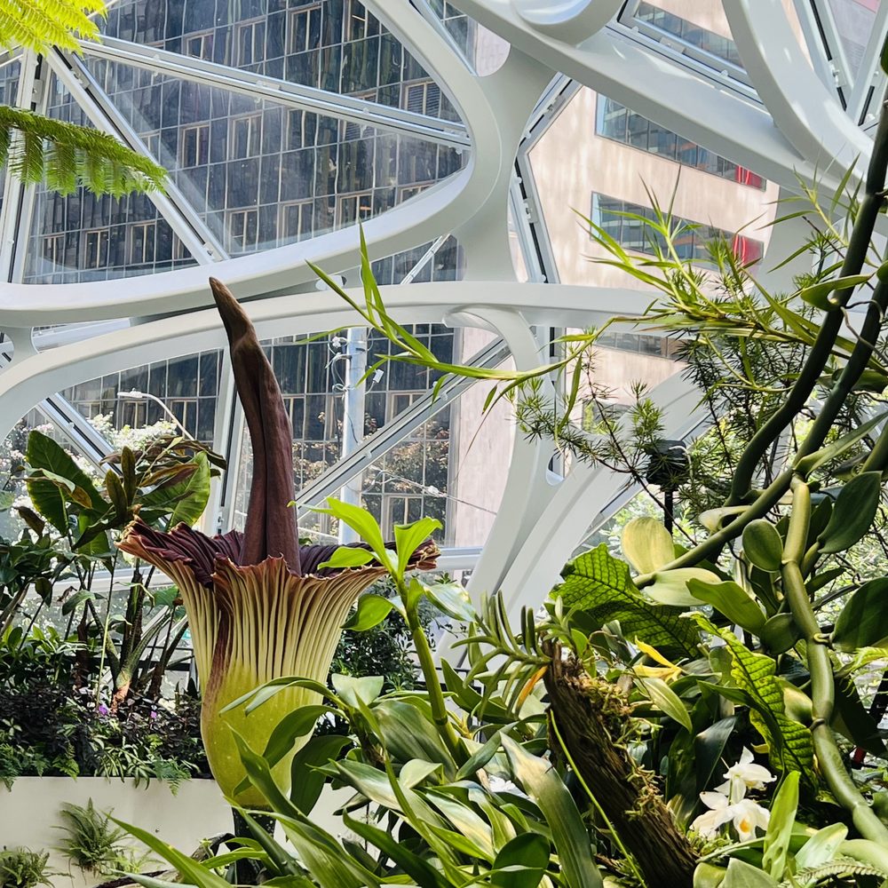 Amazon Spheres - Botanical Gardens Near Me - Seattle, Washington Amazon Spheres - Botanical Gardens Near Me - Seattle, Washington