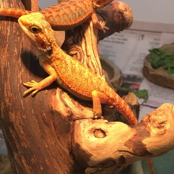 Tropical Treasures - Limb necrosis on a bearded dragon. - Local Fish Stores Near Me - Phoenix, Arizona