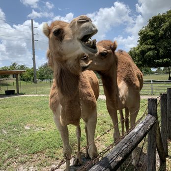 Little Critters Coral - beautiful teeth - Petting Zoos Near Me Little Critters Coral - beautiful teeth - Petting Zoos Near Me