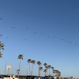A flock of ducks