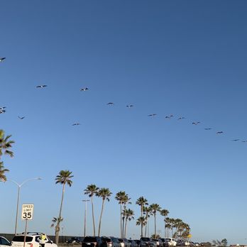 Frazee Beach - A flock of ducks - Beaches Near Me - Carlsbad, California