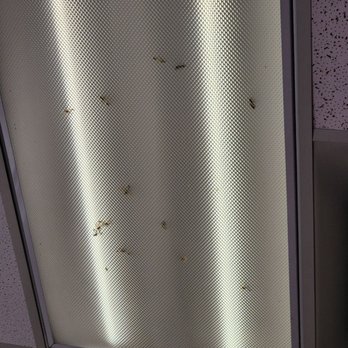 iLash Beauty Bar - Ceiling light full of dead bugs!!! - Eyelash Service Near Me - Bentonville, Arkansas iLash Beauty Bar - Ceiling light full of dead bugs!!! - Eyelash Service Near Me - Bentonville, Arkansas