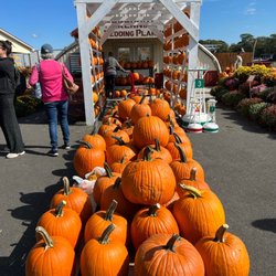 Pumpkin heaven