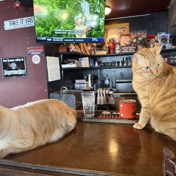 Liam and Madi's - Brian's 2 cats who will entertain you! - Pubs Near Me - Cedar Key, Florida